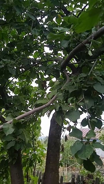 Обзор яблони сорт Уэлси
