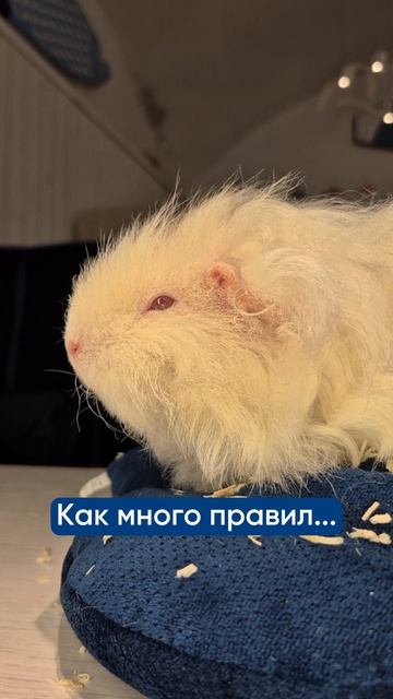 Приходите в гости в Моресвинок, что бы погладить и покормить пушистиков