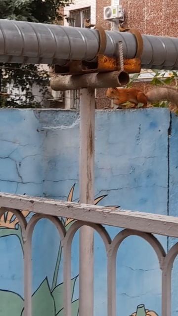 Белочка за орешками побежала