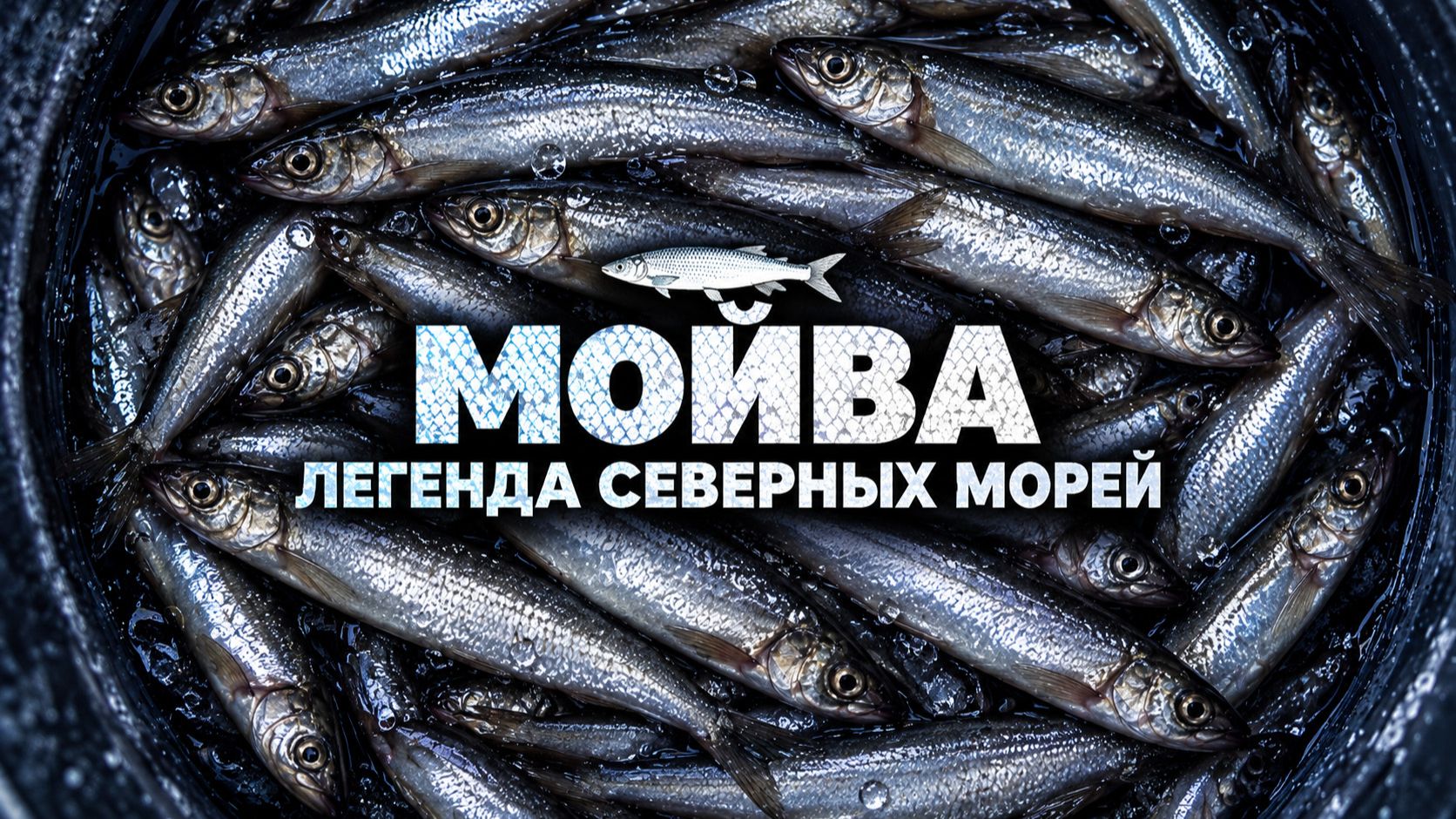 Мойва — рыба долголетия. Вся правда о пользе и ловле