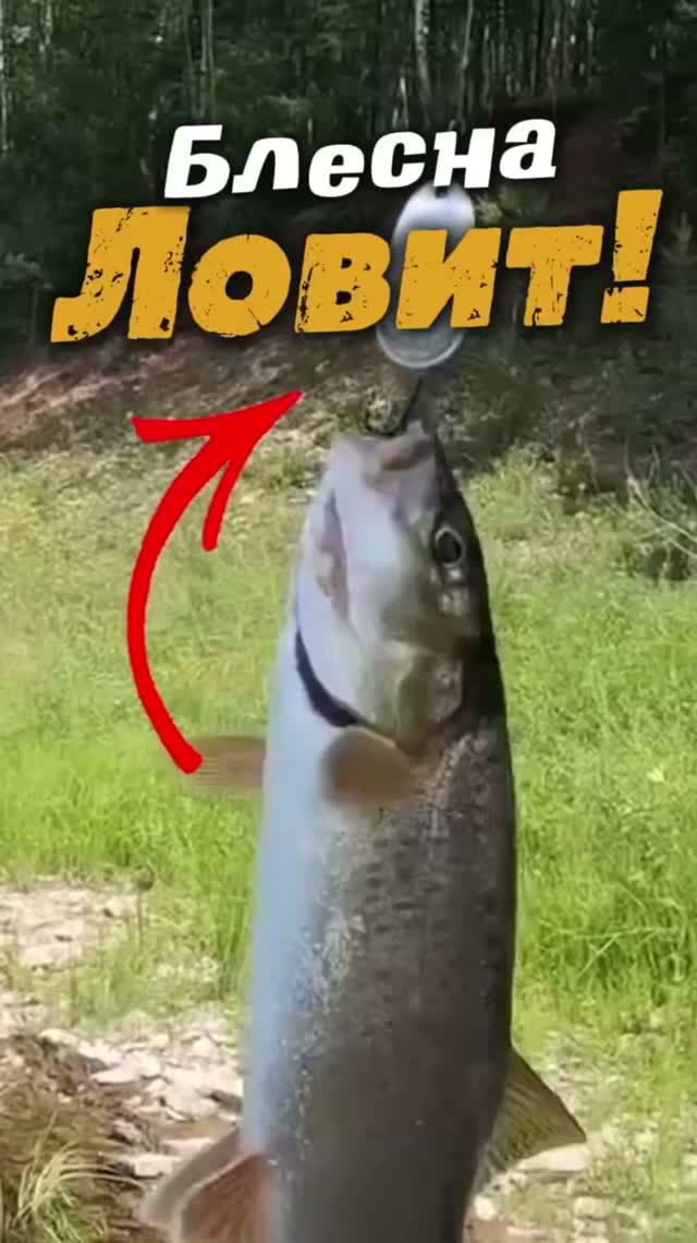 Хищник у самой лодки! 🔥🎣