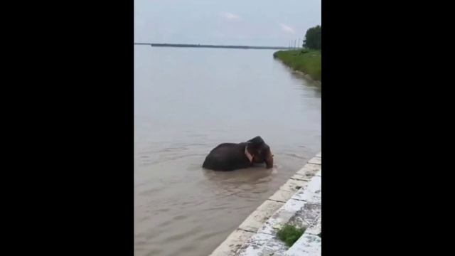 В Индии спасли слонов