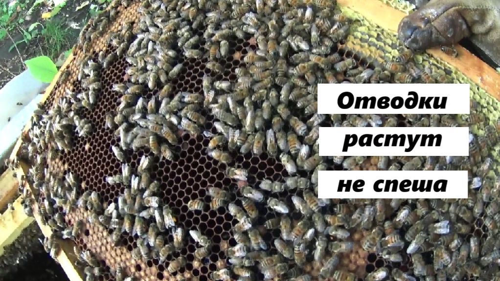 Отводки на 14 сентября