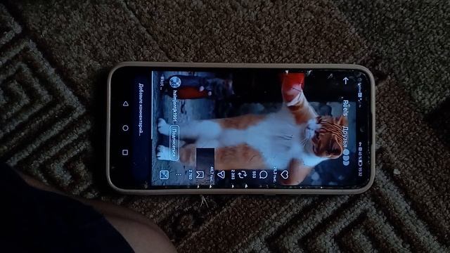 Кот мемы