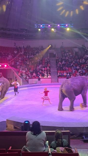 ✨️Выступление🐘слонов⛵️Костромской🎪цирк.💃Девочка и слон.🐘#живойзвук #цирк #кострома #весна2026