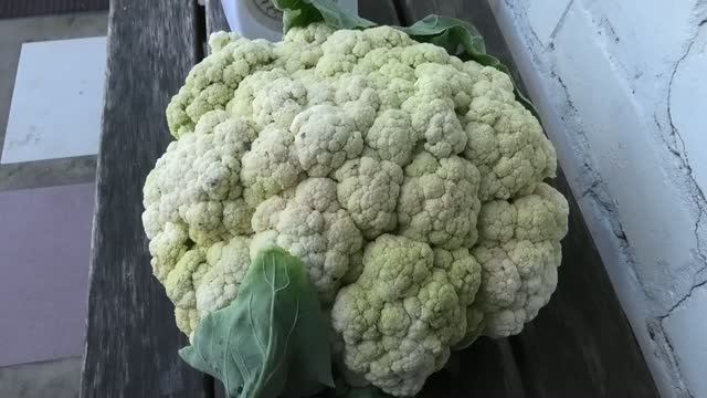 капуста