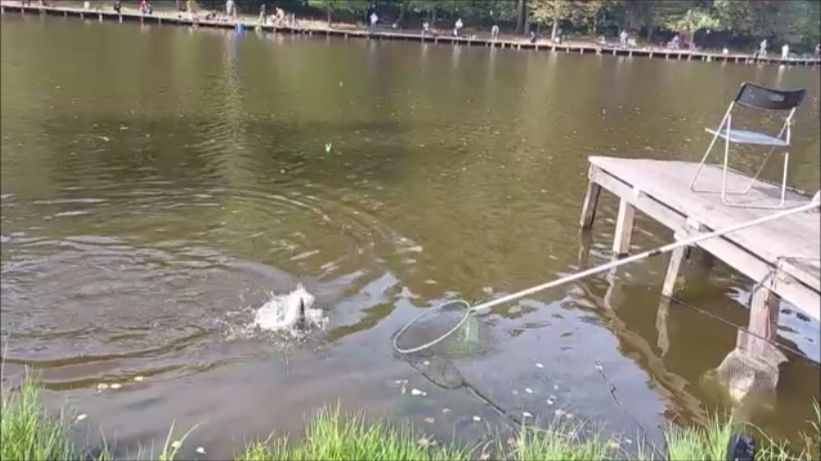 Обзор с верхнего водоёма. Клёвое место, Лосиный остров.