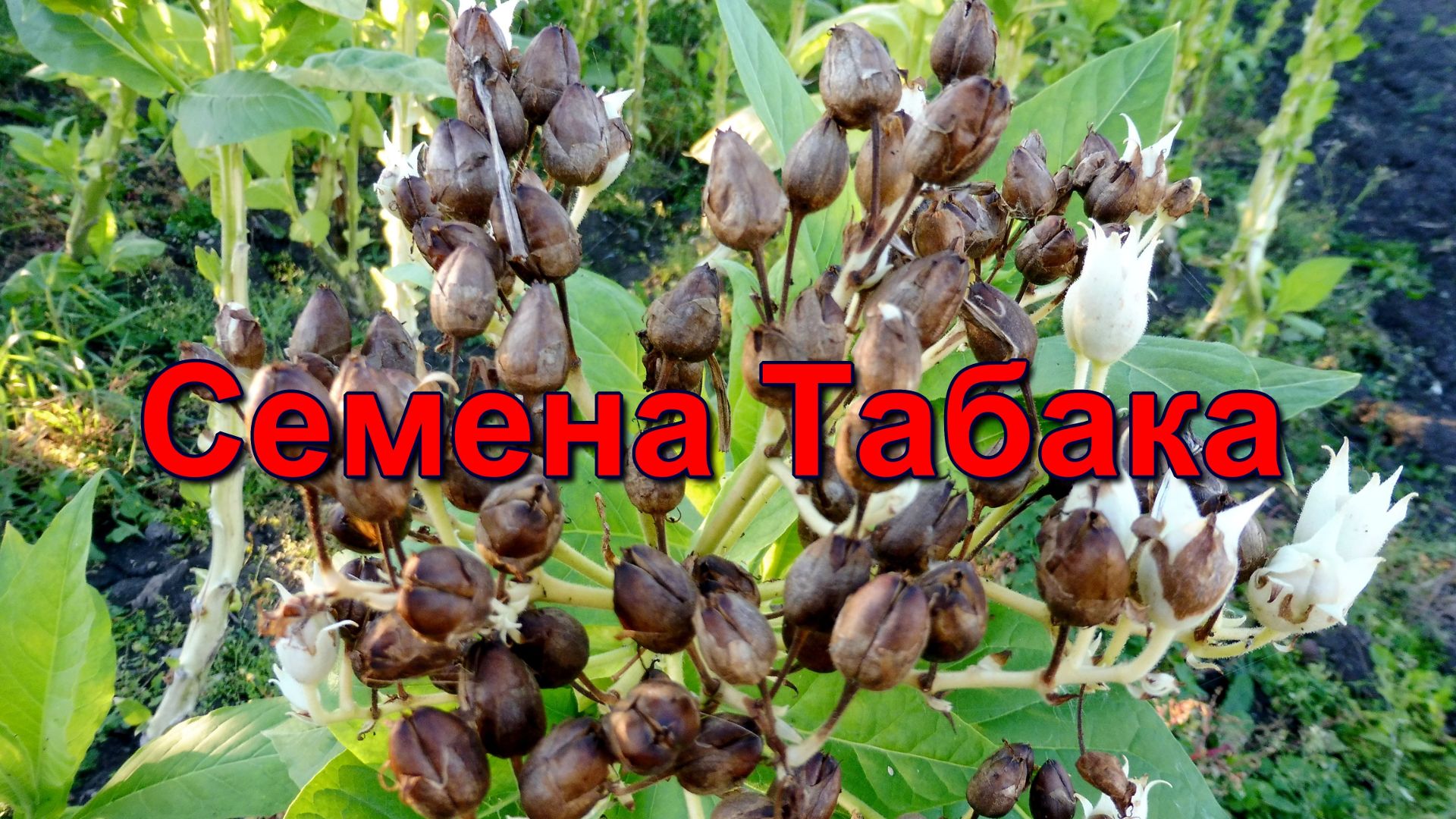 Табаководство.