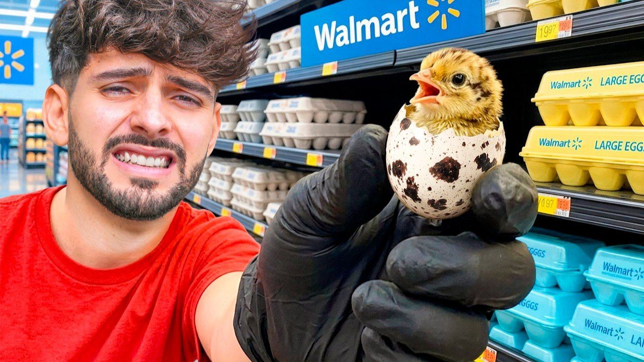 🐣Rescato Huevos Mini Del Supermercado Y Nacen🐣