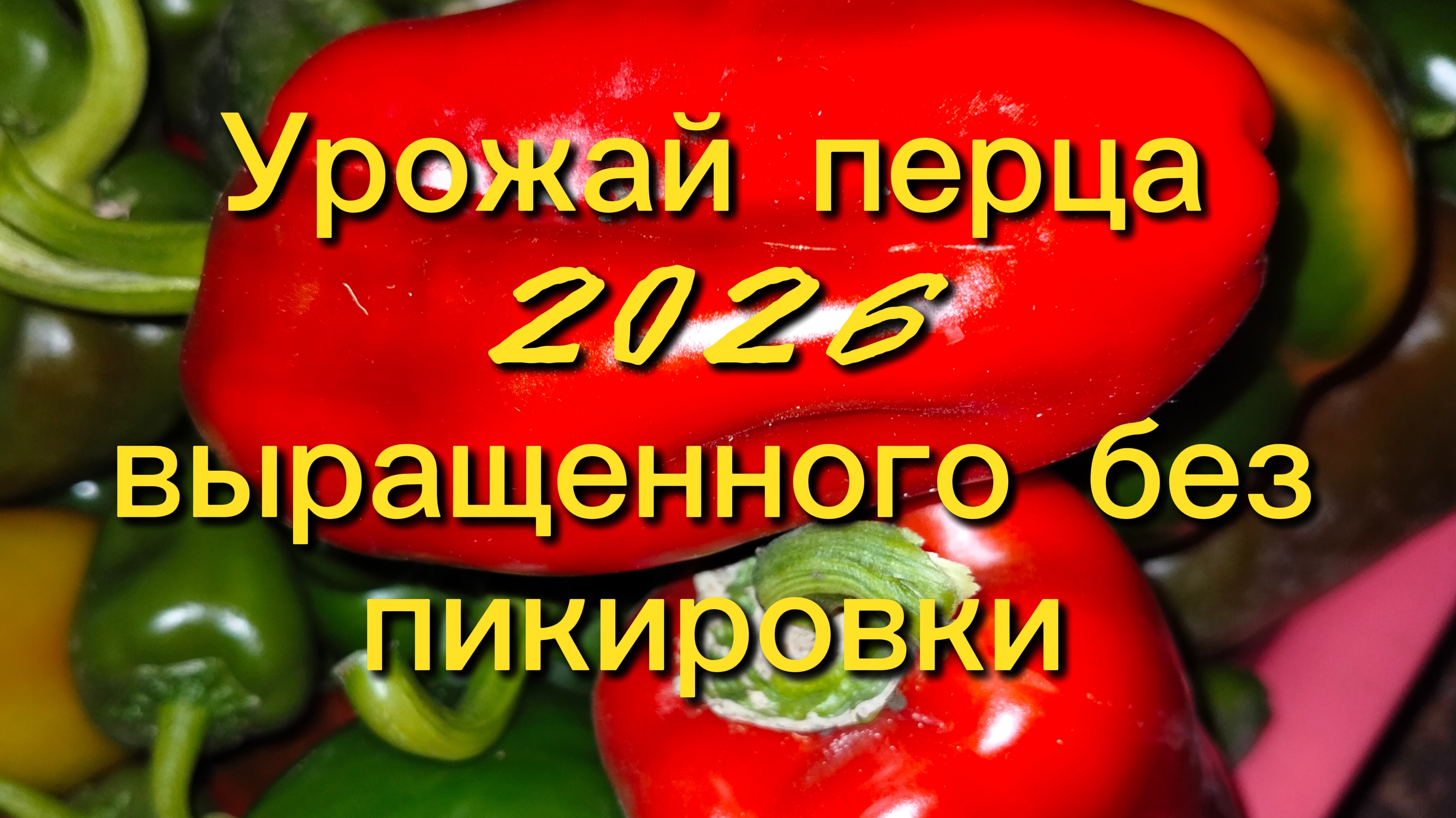 Урожай перца 🌶️2026 ,выращенного без пикировки.Сбор и удаление из теплицы 18.09.26.