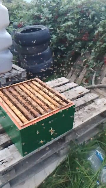 Пчёлы 🐝 южного берега Крыма и их продукты.