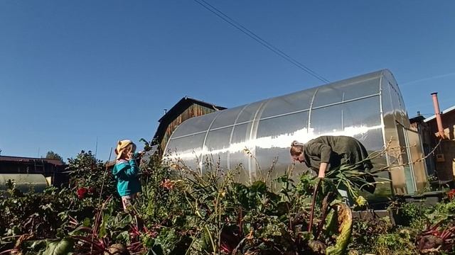 ДЕТИ УБИРАЮТ СВЕКЛУ, Я УБРАЛА ГЛАДИОЛУСЫ.