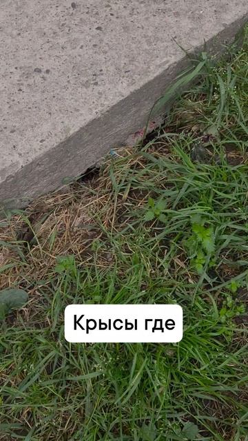 крысы где