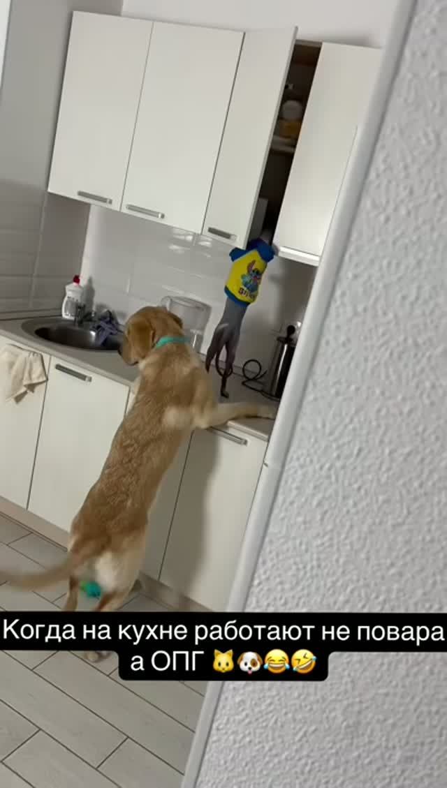 Животные 🙈