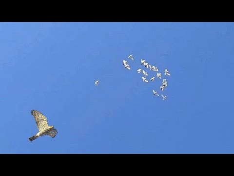 Опять тетеревятник атакуют голубей. Goshawk Attack Dove.