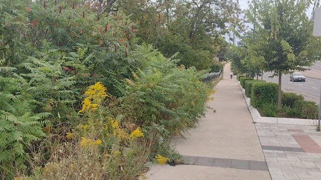 Дизельные страсти Западной пропаганды.