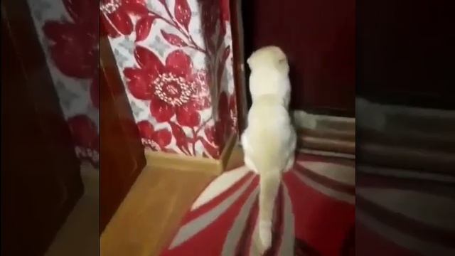 Открой дверь! 😿