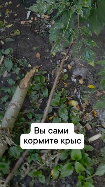 как вы кормите крыс