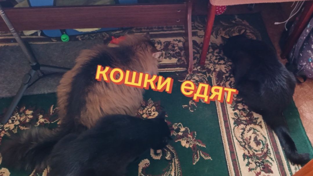 Веселые кошки. Игрушки для кошек.