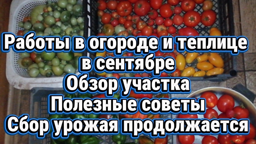 Работы в огороде и теплице в сентябре. Полезные советы. Обзор участка. Сбор урожая продолжается