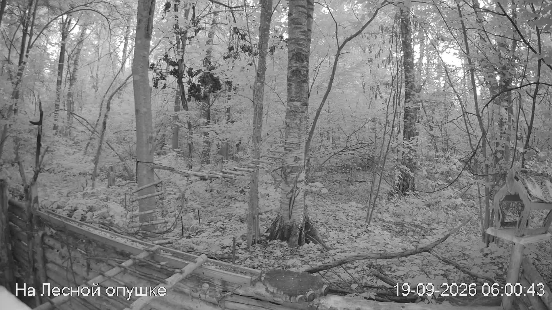 LIVE: На лесной опушке. Природа онлайн
