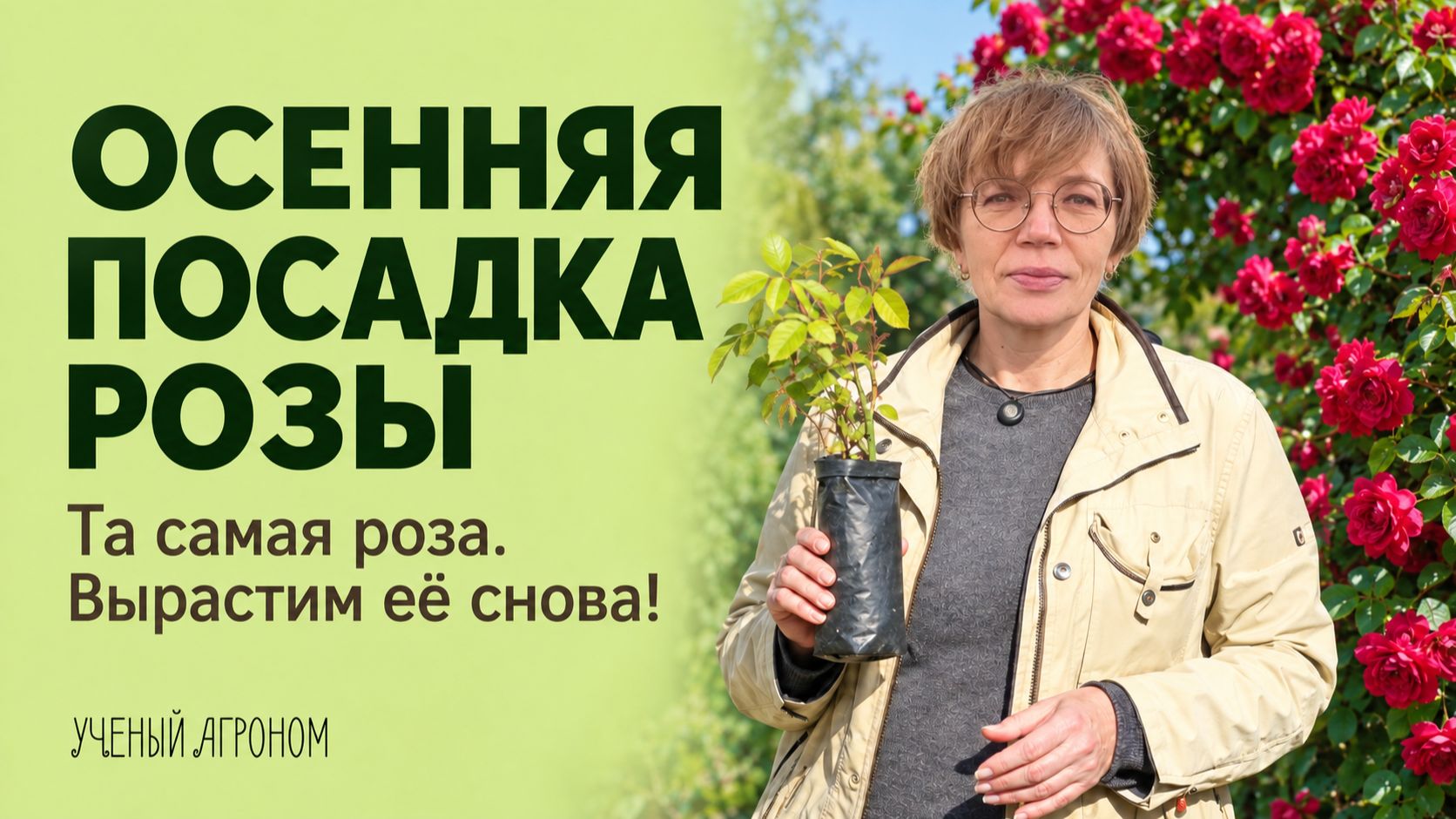 Сажаем розу