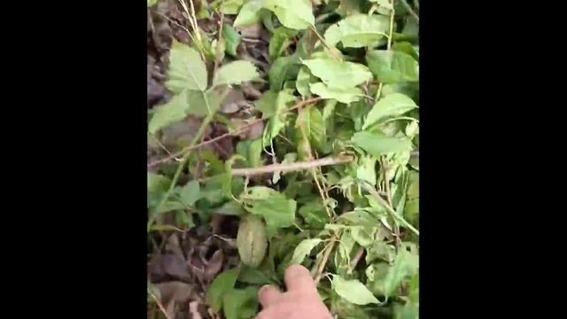 органическое земледелие