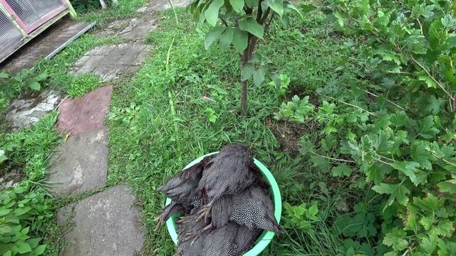 Цесарки. Плюсы и минусы выращивания