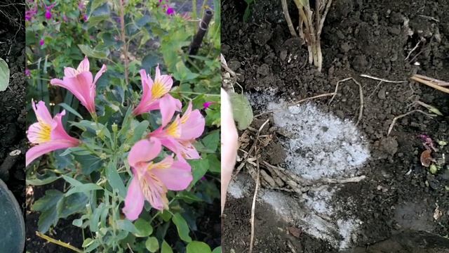 Альстрамерия, красивый цветок, пересаживаю 🌺