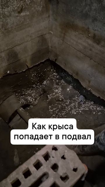 крыса в подвале