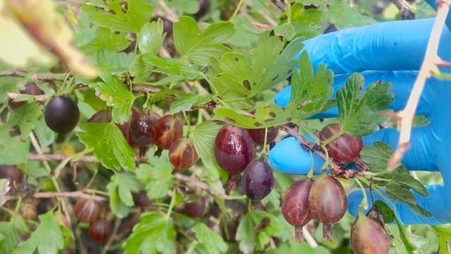 Что делаю на участке между дождями.