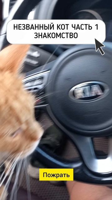 Чужой кот в гараже. ч.1