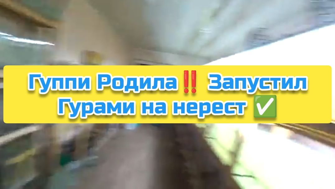 Гуппи Родила‼️ Запустил Гурами на нерест ✅️