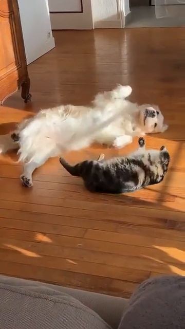 Котики и собаки юмор