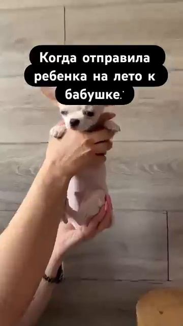 БАБУШКИ ТАКИЕ БАБУШКИ