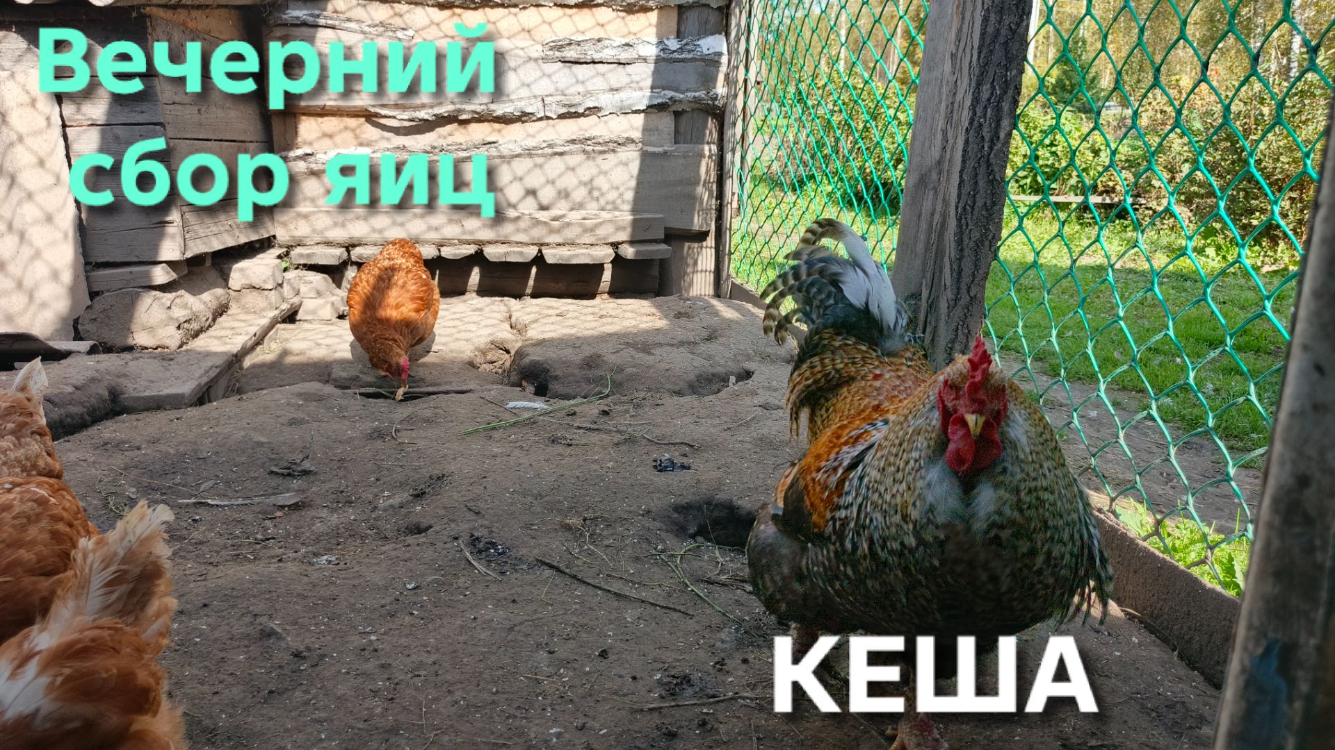 Куры-несушки
