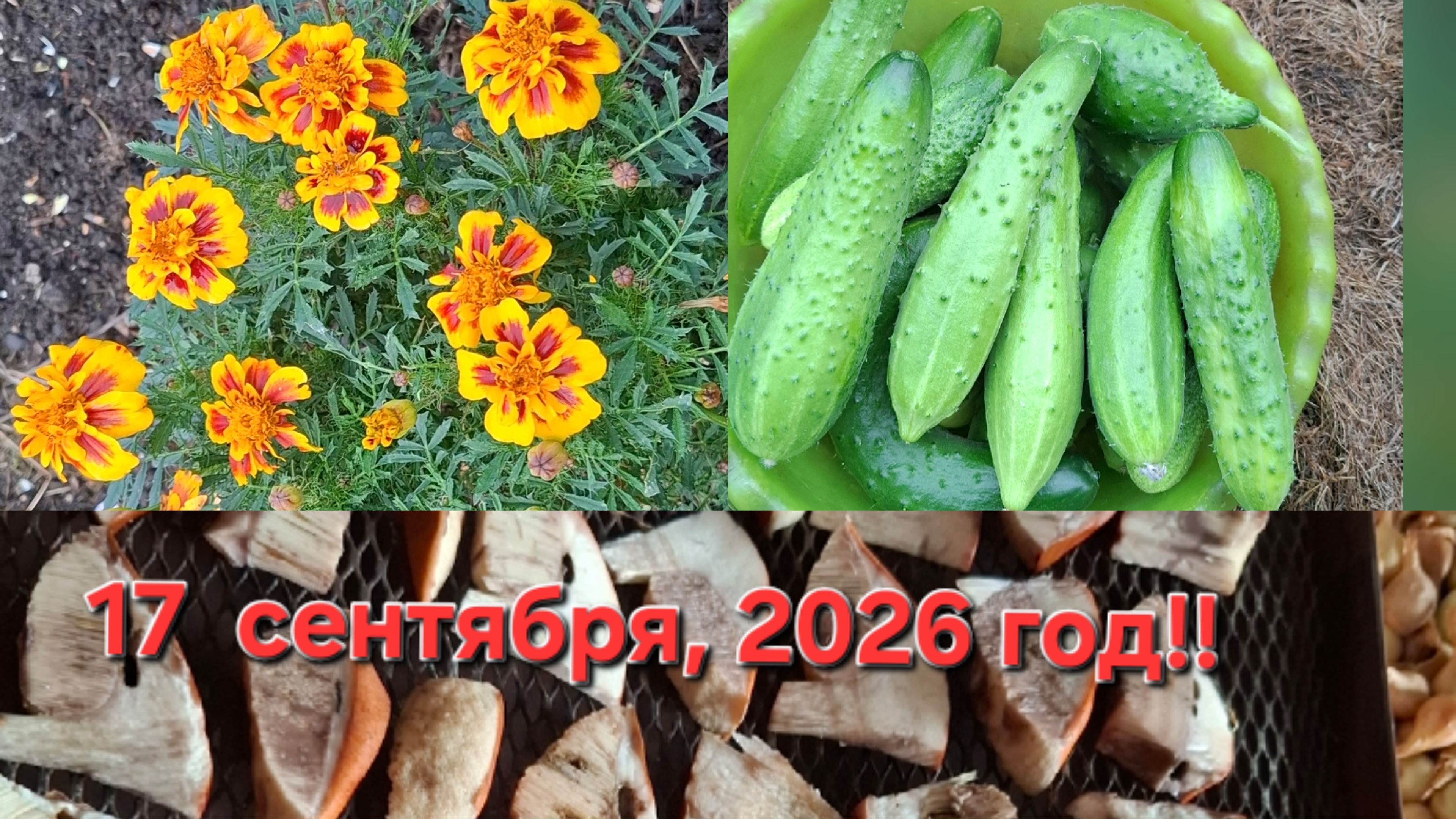 17 сентября!!! Огурцы растут!!! Перцы поспели!!! Кукуруза растёт!!!