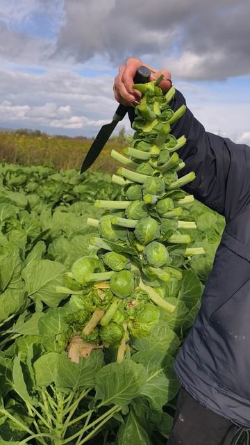 кое что из жизни кольраби 🤩🤗💥❤