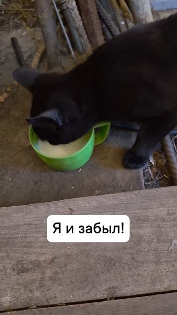 кошка ест молоко