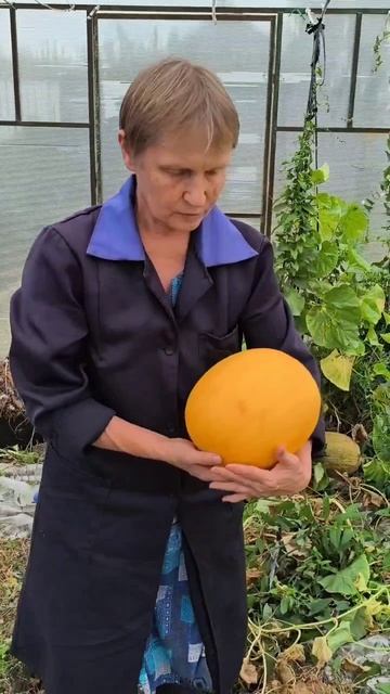 Дыня в теплице на Урале