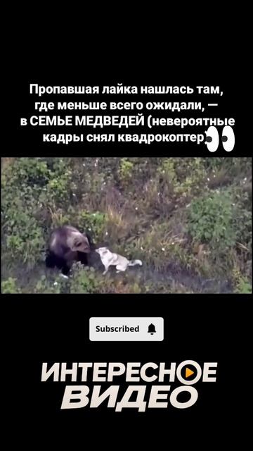 Беглую лайку нашли в компании трёх медведей 🤣🤦♀️
