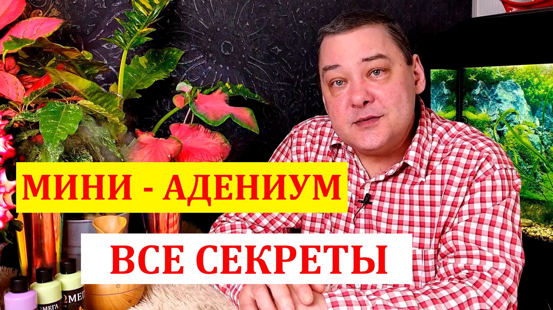 Адениум. Роза пустыни