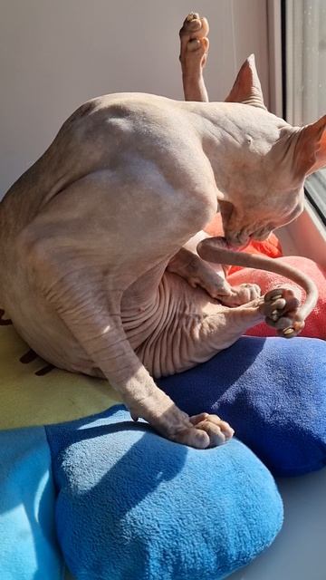 В полной тишине Лиза задумалась=) #sphynx #shorts #shortvideo