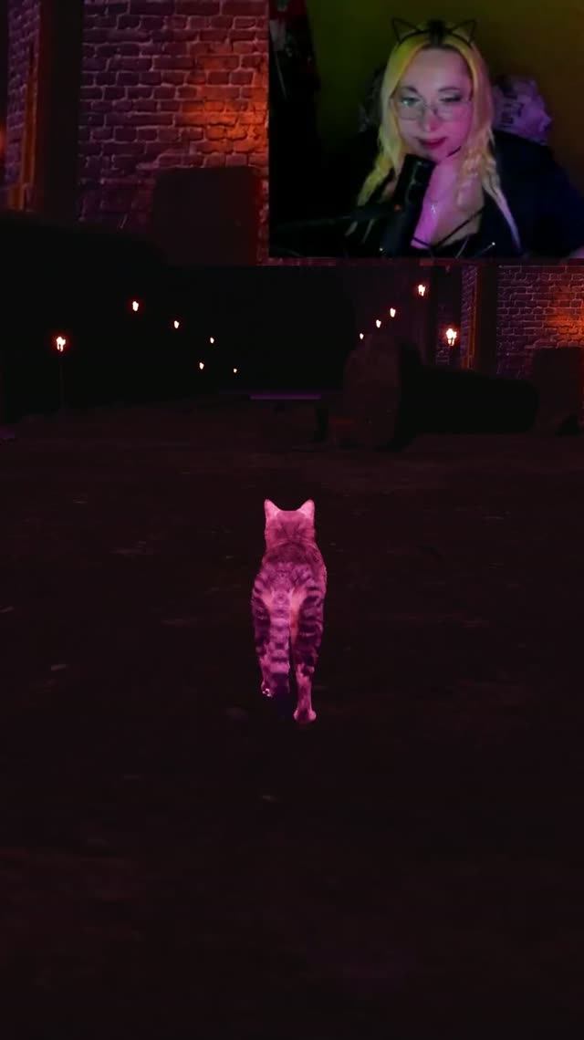 Чат мяу (Meowmories)