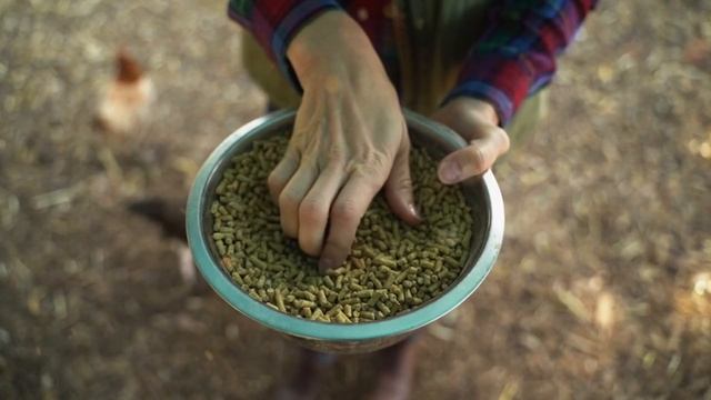 Почему в ноябре куры несутся лучше,чем летом?