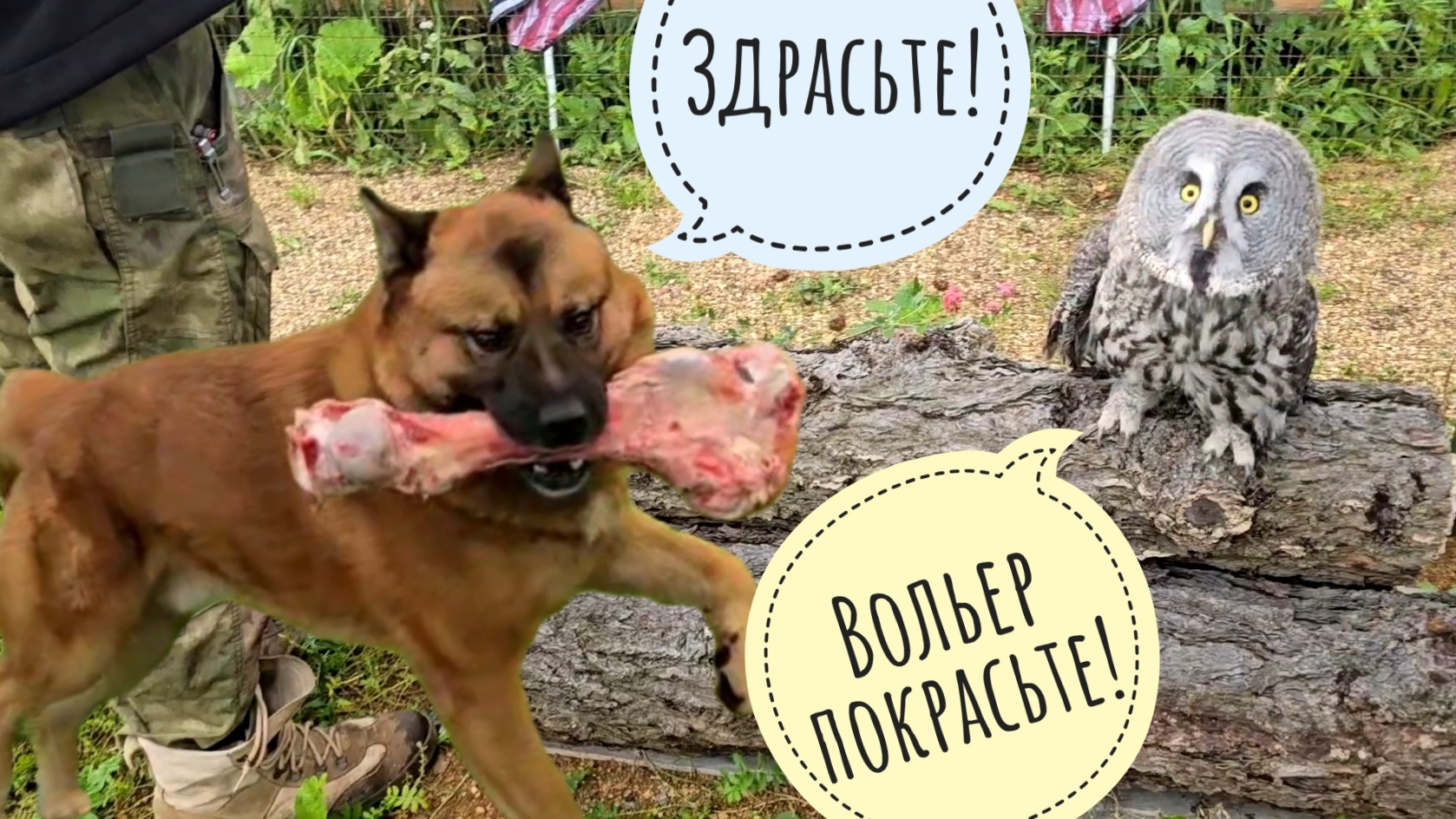 Вешаю ежа! Начали красить вольер совы Кофи, а тут как Маша приехала и давай нюхить кусты и раздавать