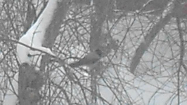 9 Птицы