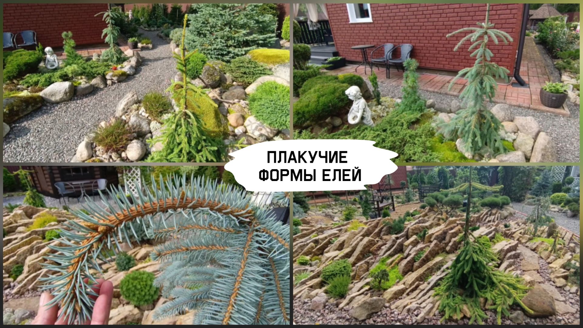 Плакучие формы елей