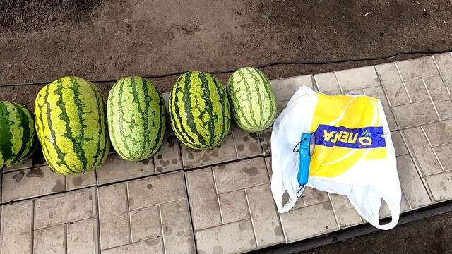 арбузы