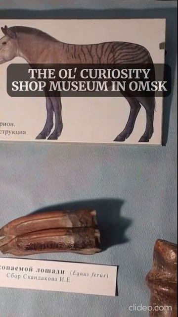 THE OL' CURIOSITY SHOP MUSEUM IN OMSK